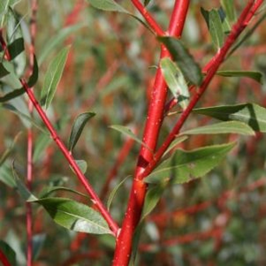 Ива с кудрявыми листьями