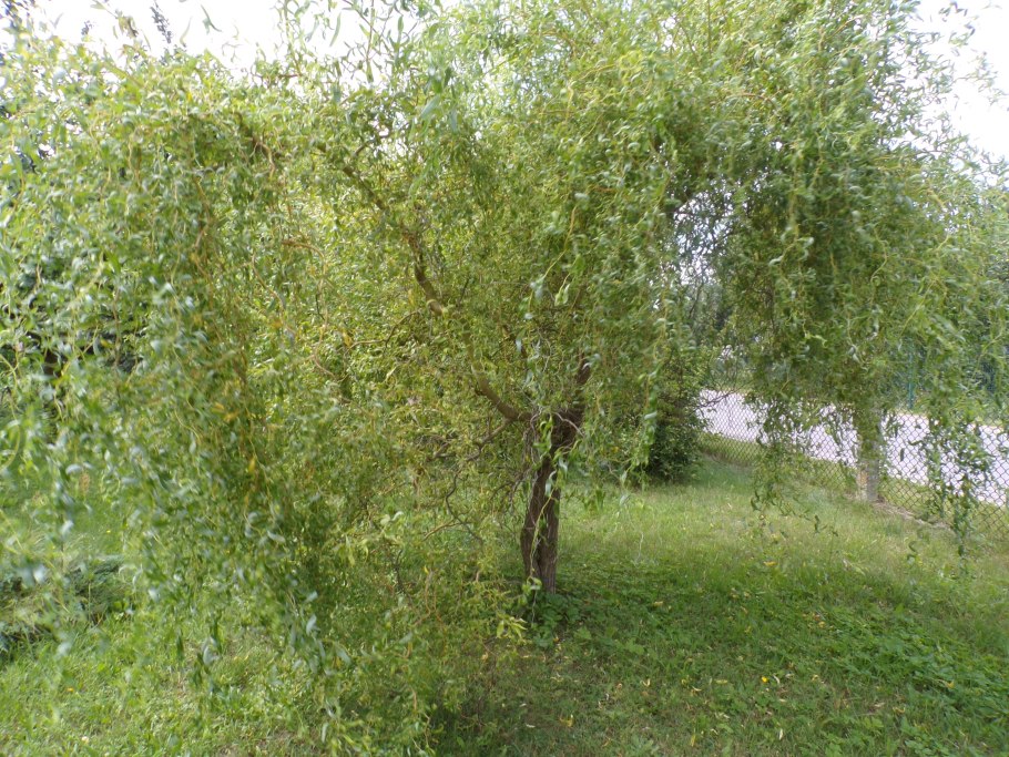 Ива Вавилонская (Salix babylonica)