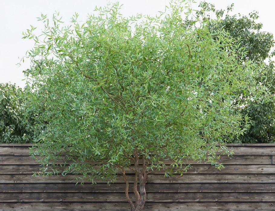 Ива Матсудана Erythroflexuosa