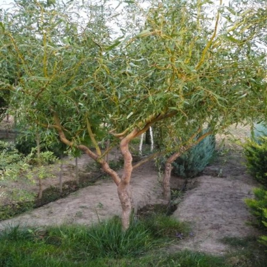 Ива Вавилонская Извилистая Тортуоза