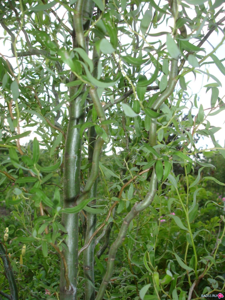 Ива гибридная Свердловская Извилистая