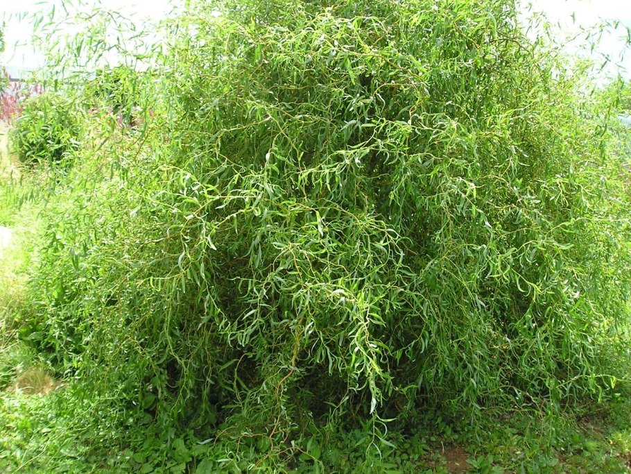 Ива плакучая гном