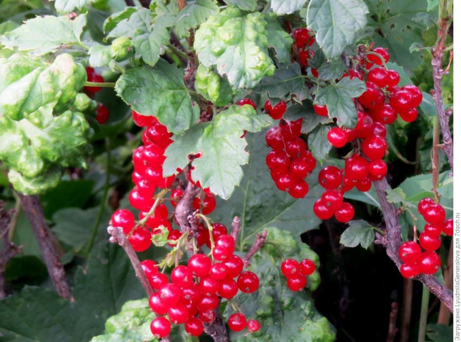 Смородина красная Натали куст