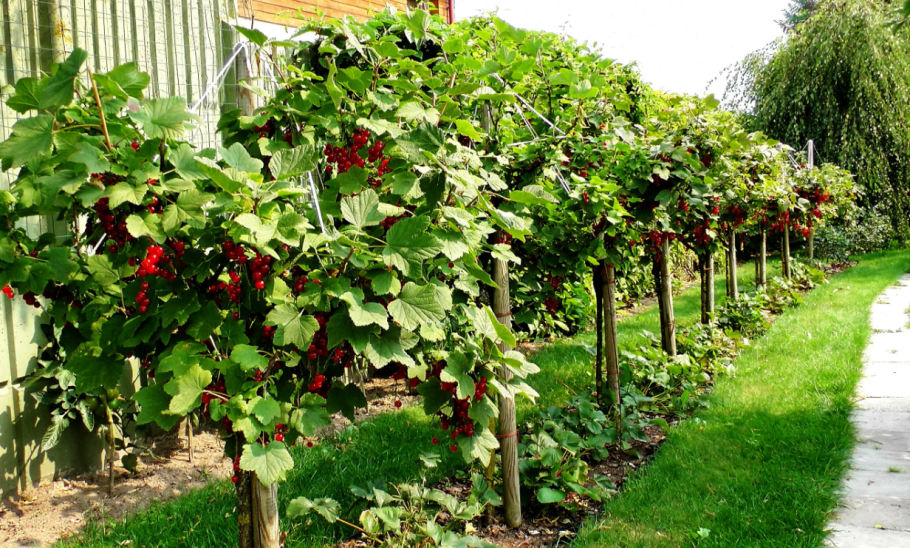 Красная смородина осенний