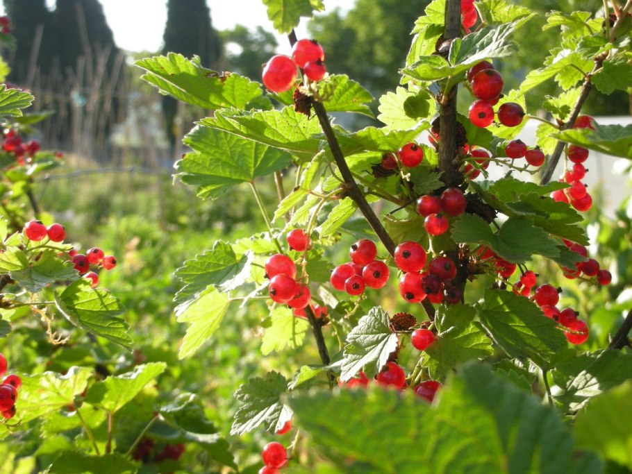 Смородина красная кустарник
