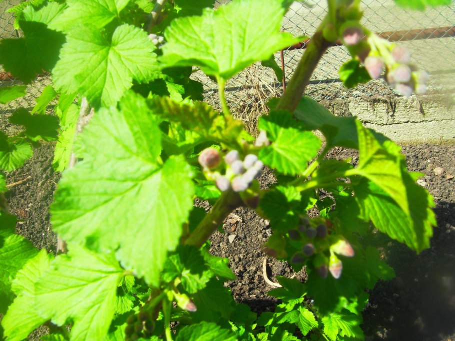 Старый куст крыжовника