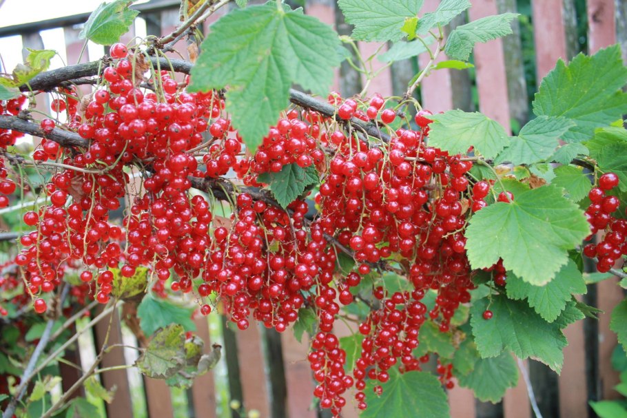 Смородина красная серпантин