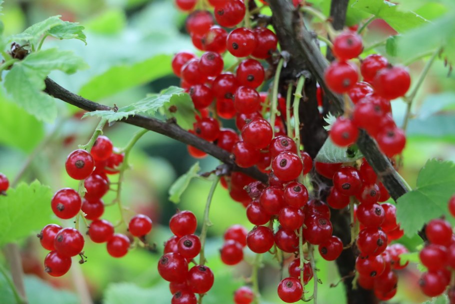 Плантация красной смородины