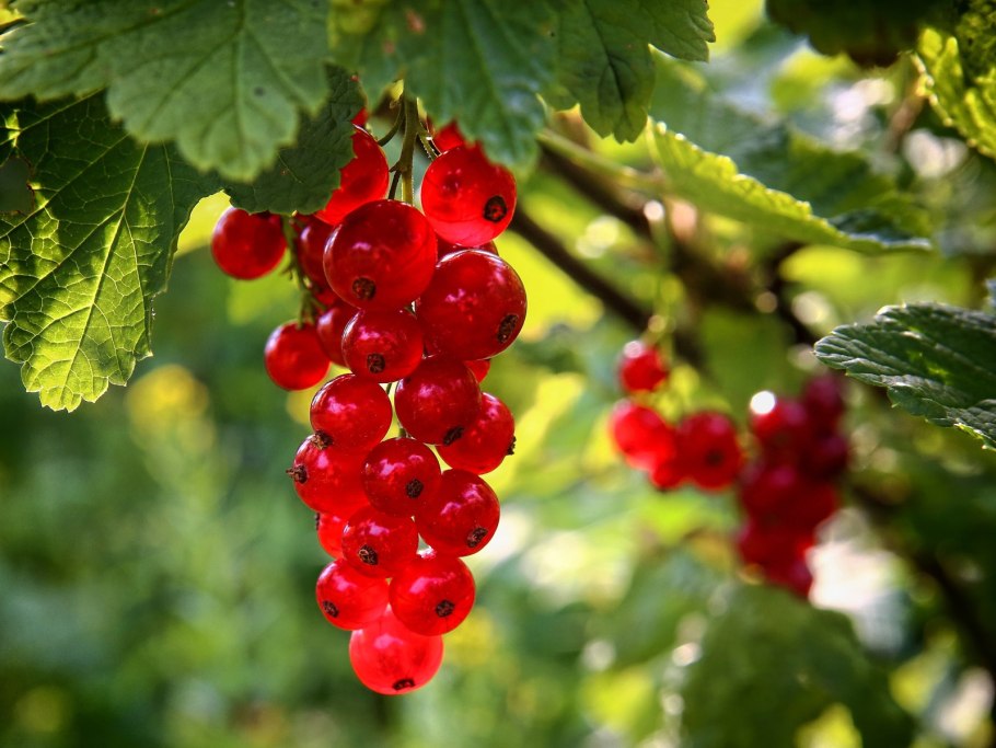 Шпалерная подвязка крыжовника