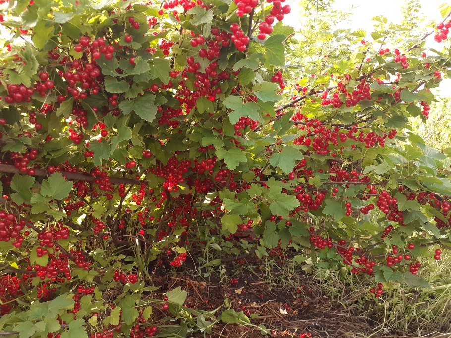 Голубика, смородина, крыжовник кусты