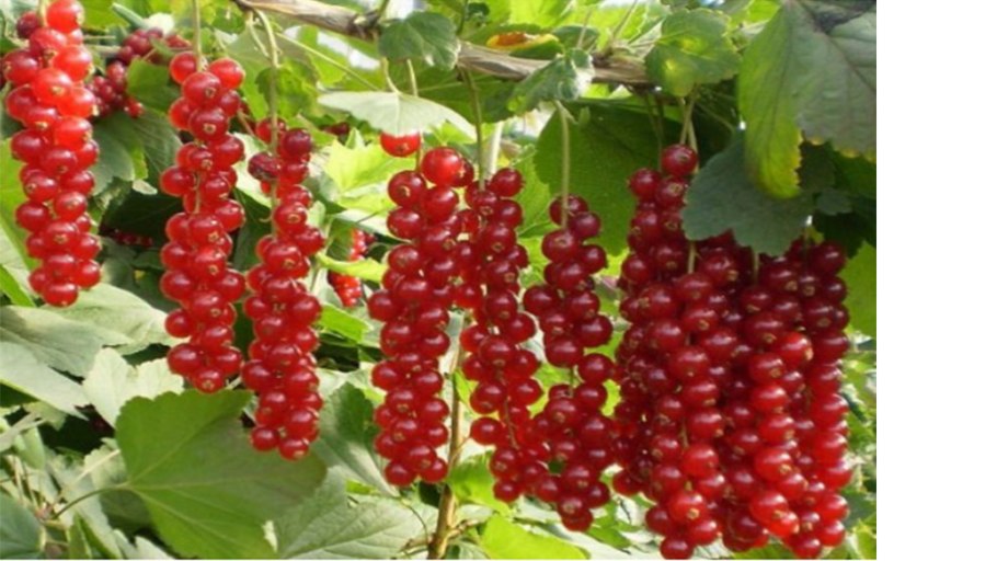 Черноплодная рябина формировка