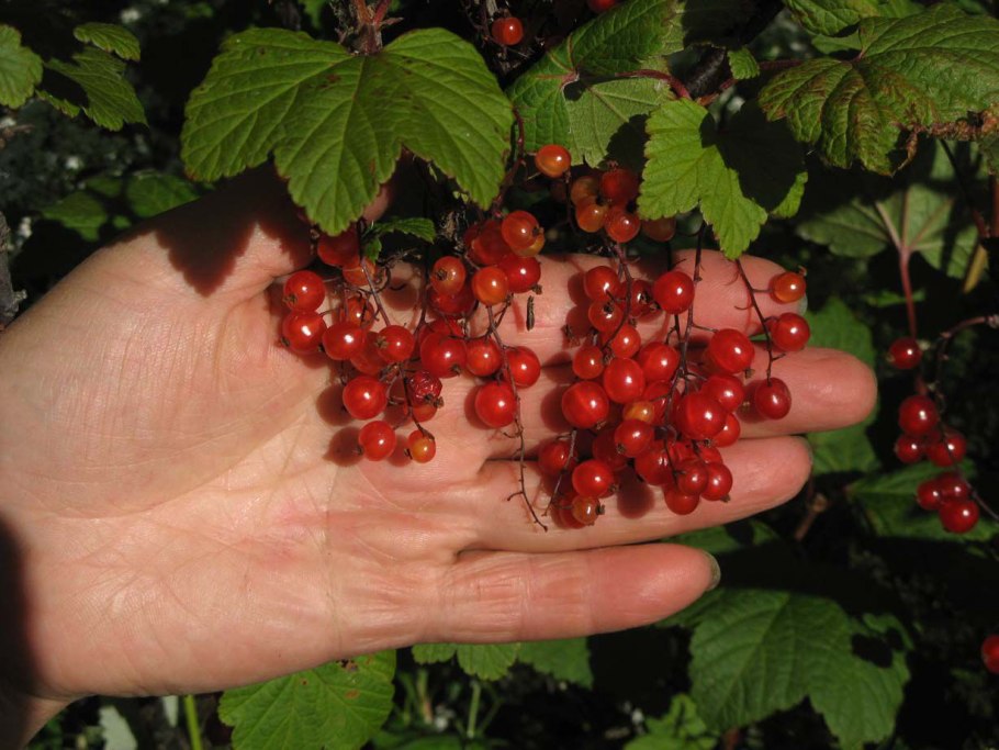 Смородина красная ранняя сладкая