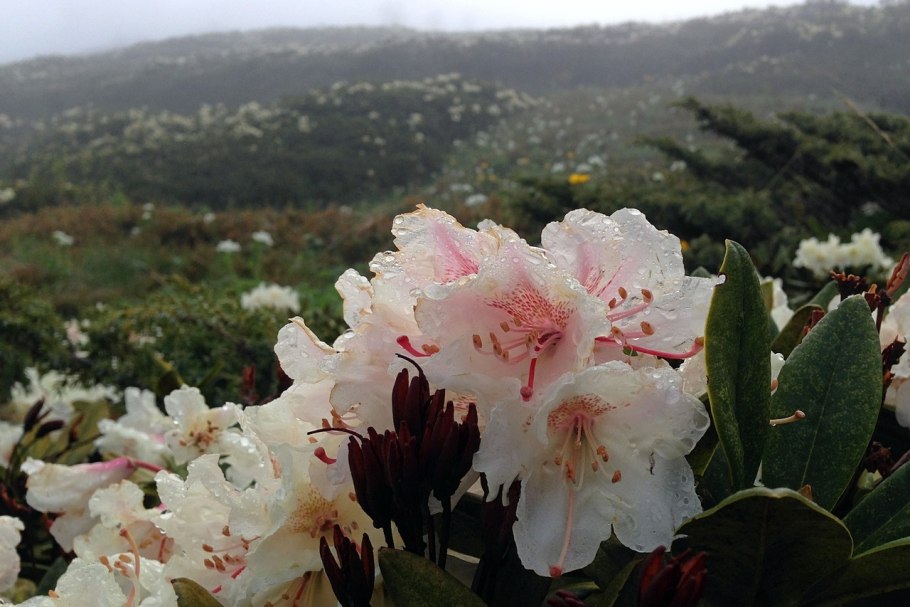 Рододендрон (Rhododendron тропики