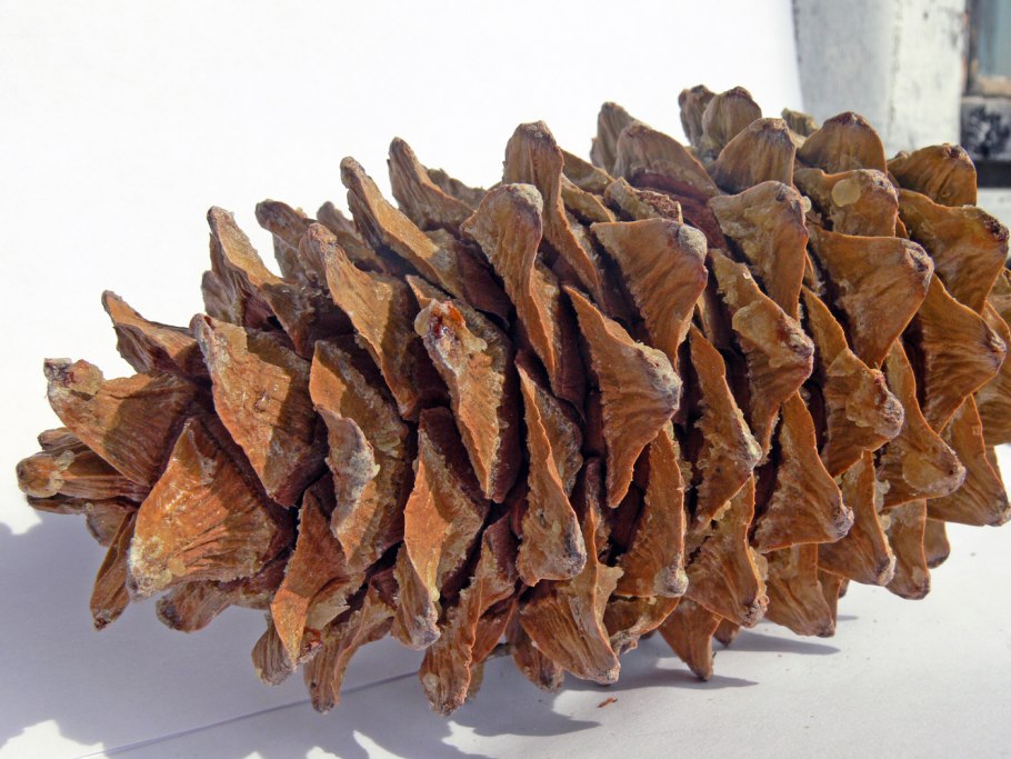 Сосна Кедровая корейская шишки