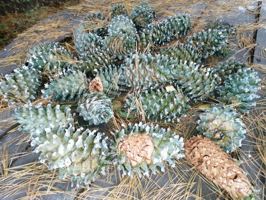 Дальневосточная шишка