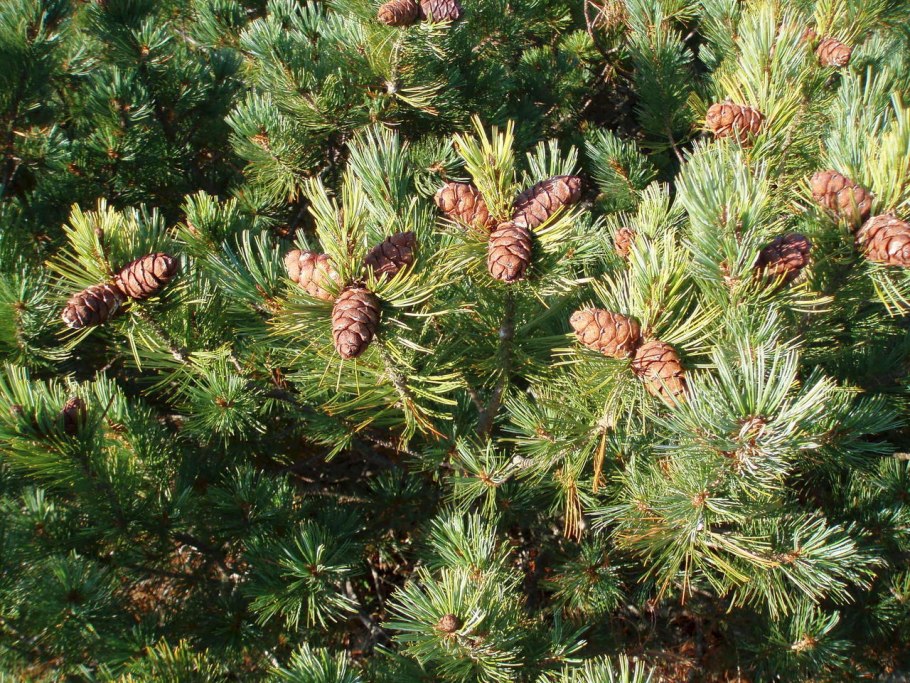 Кедр корейский Pinus koraiensis