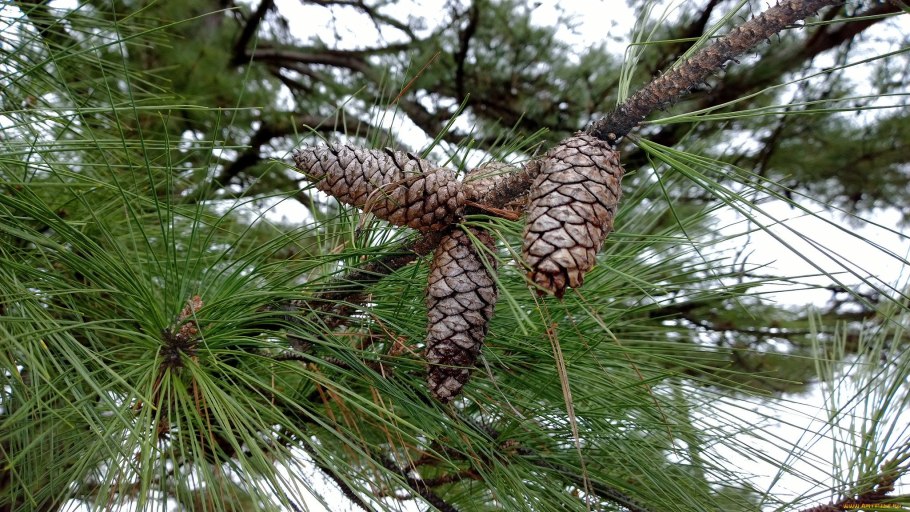 Шишка Дальневосточного кедра