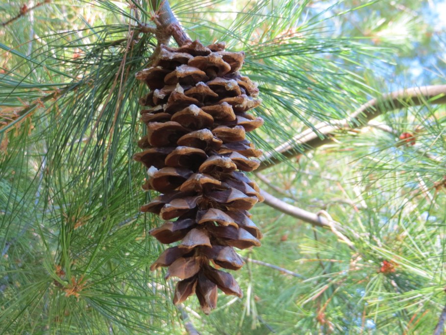 Кедр корейский Pinus koraiensis