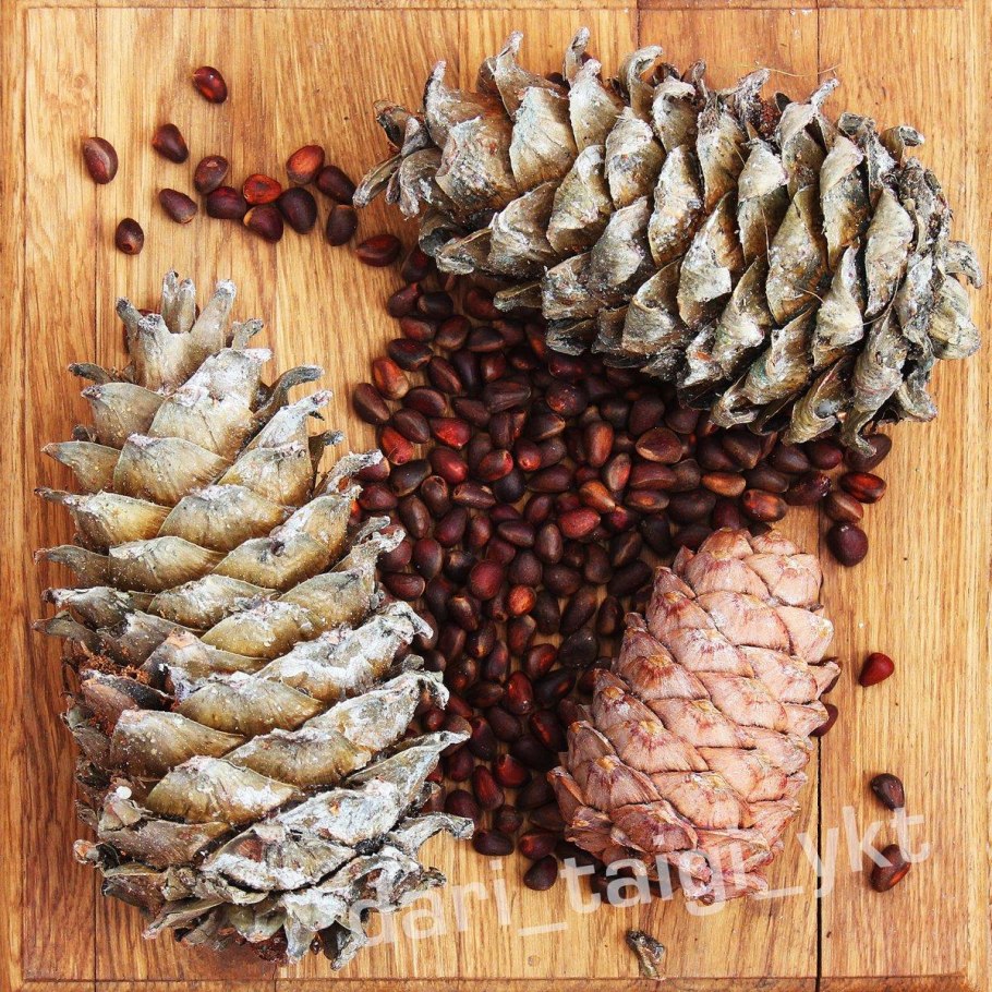 Кедр Дальневосточный