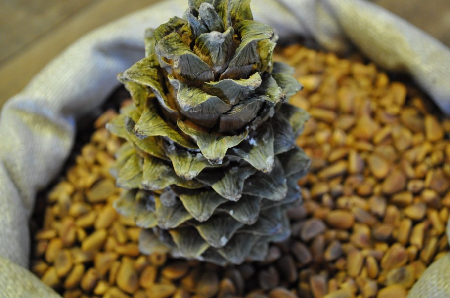 Сосна Кедровая корейская шишка