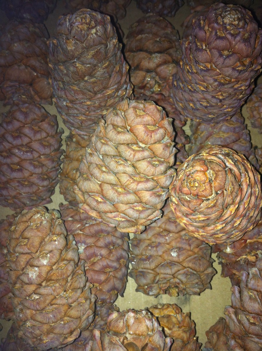 Кедровый стланик шишки