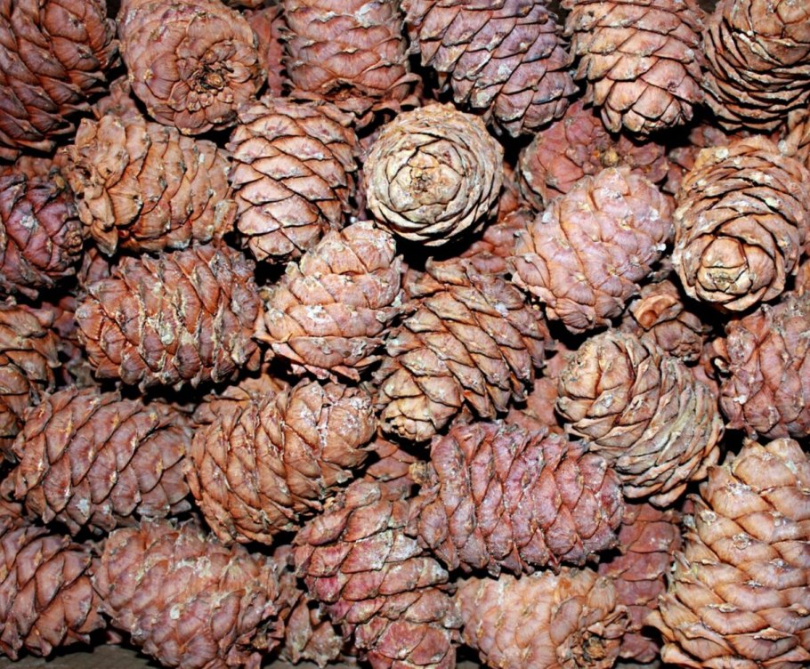 Канадский кедр шишки