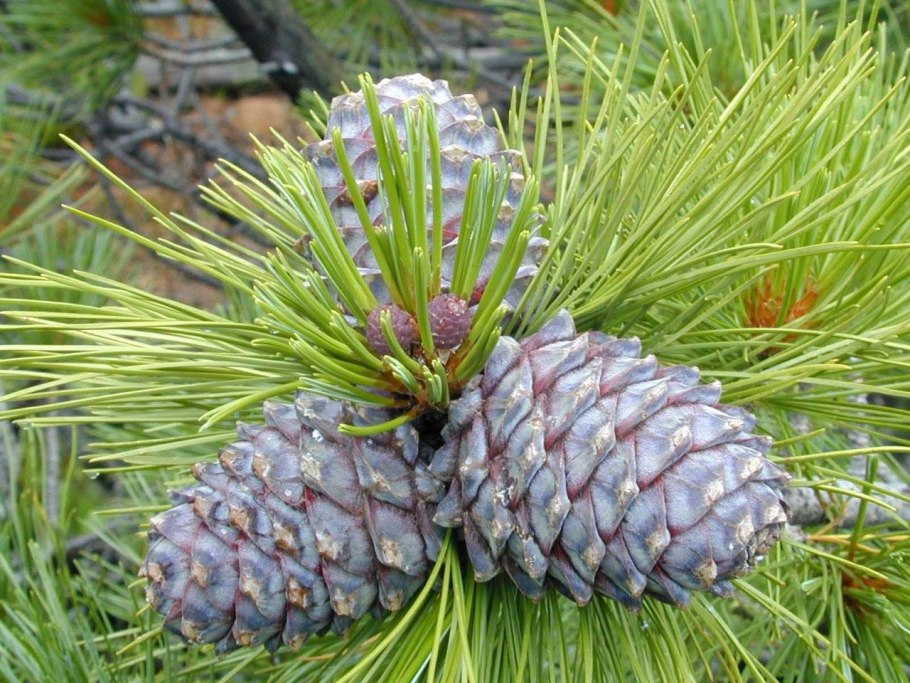Кедр корейский Pinus koraiensis