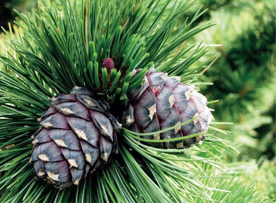 Pinus koraiensis шишки