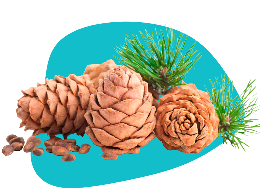 Кедр цветет