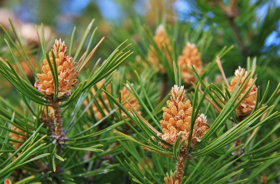 Канадский кедр шишки