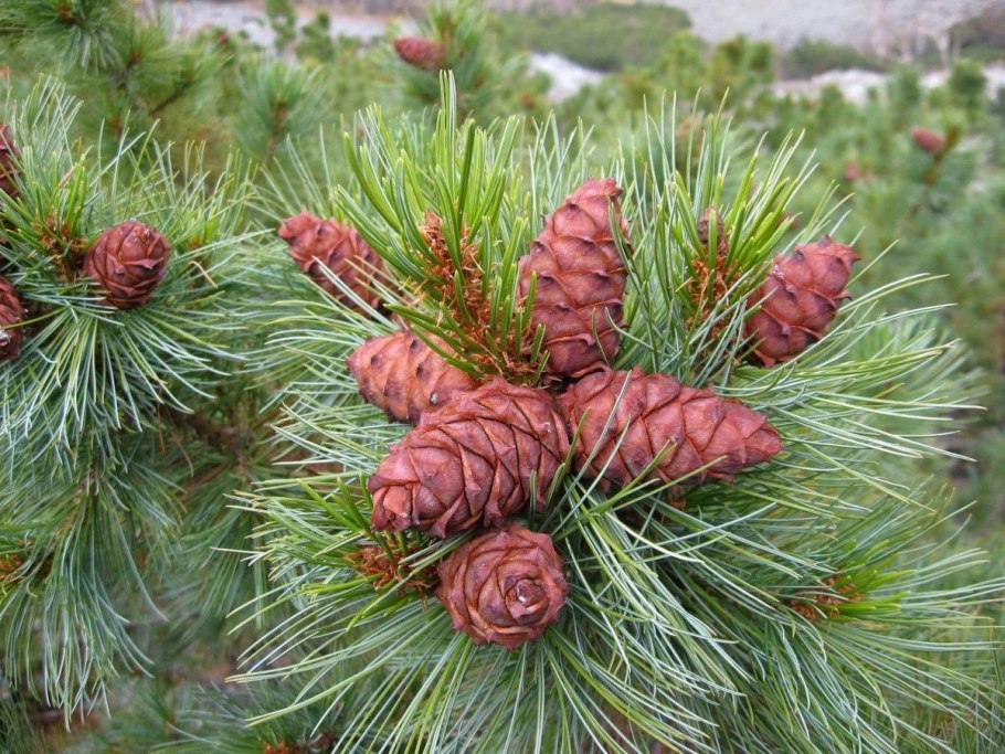 Кедр фото дерева с шишками