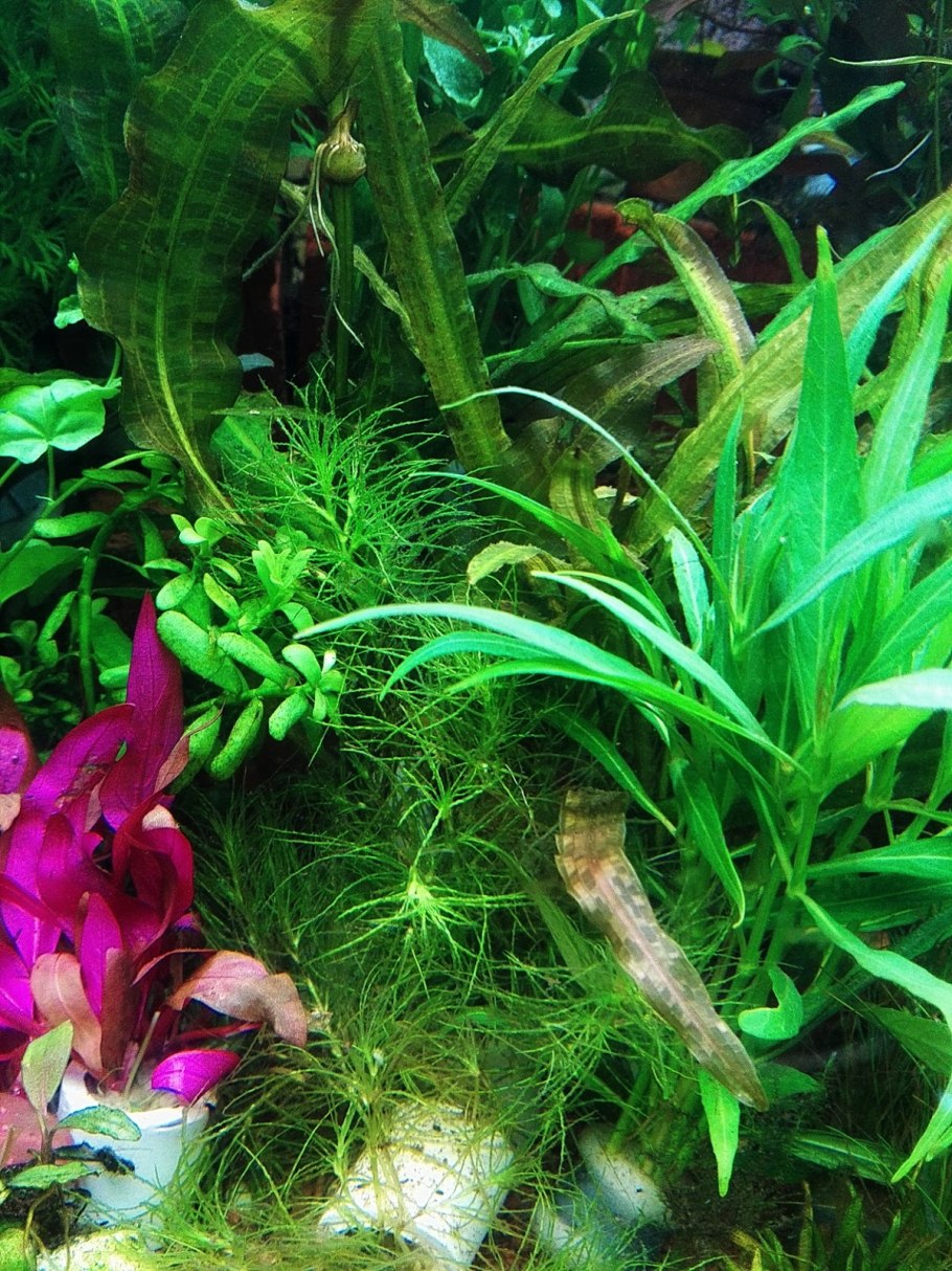 Cryptocoryne sivadasanii