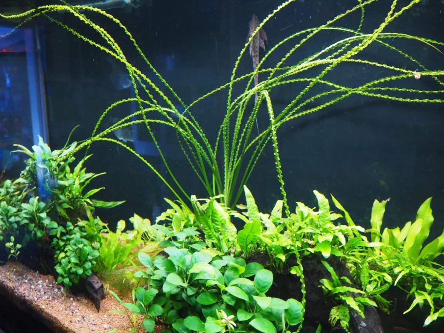 Эхинодорус Грандифолиус