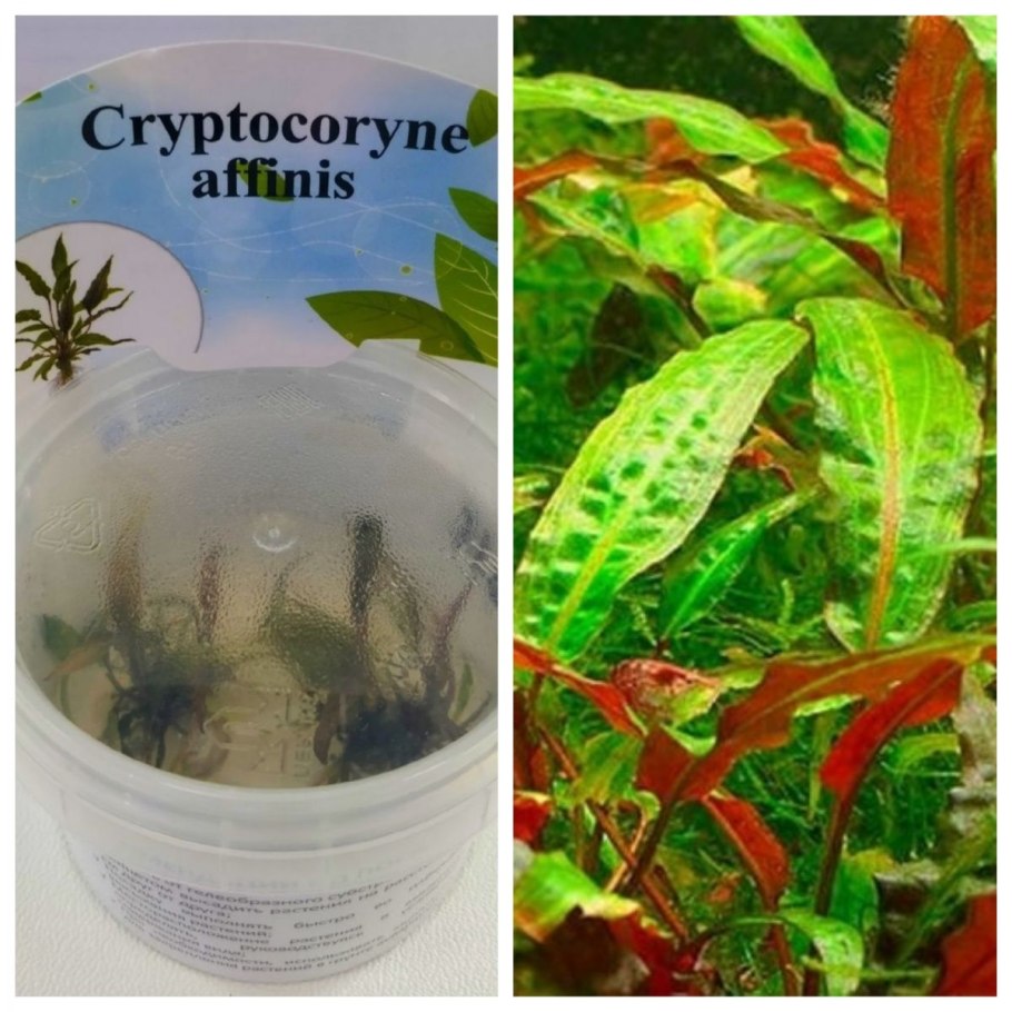 Криптокорина Албида зеленая