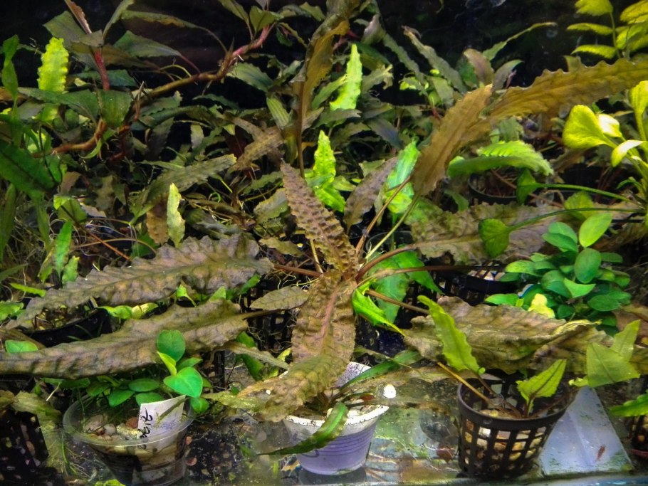 Криптокорина Нури цветение