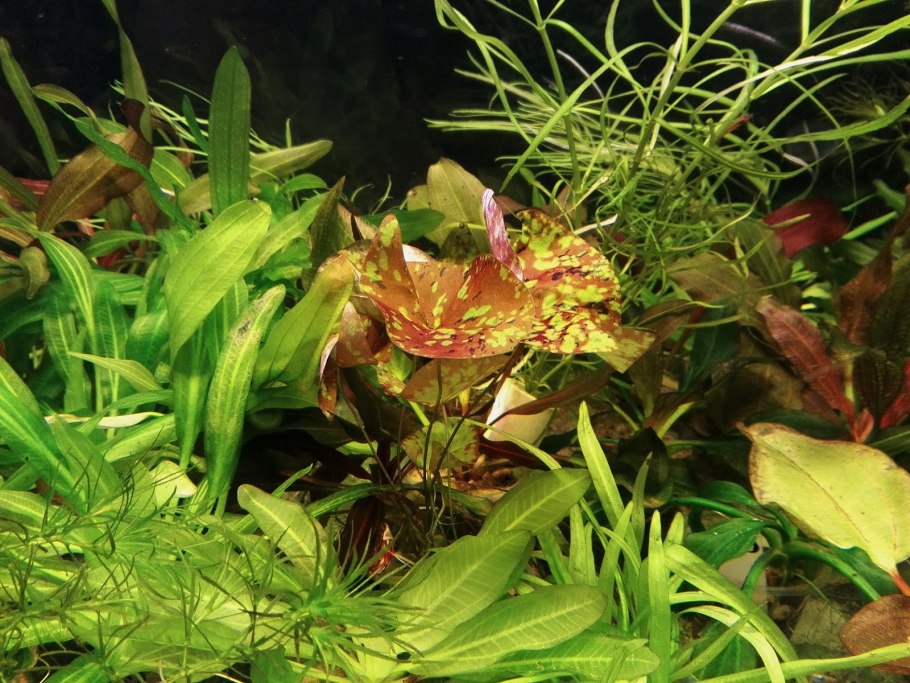 Криптокорина индиго