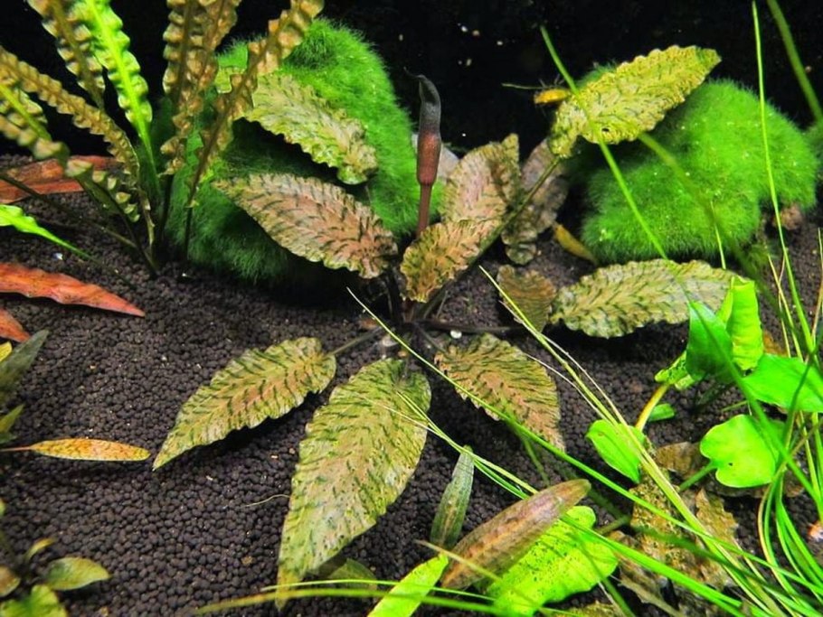 Стаурогин Бихар аквариумное растение