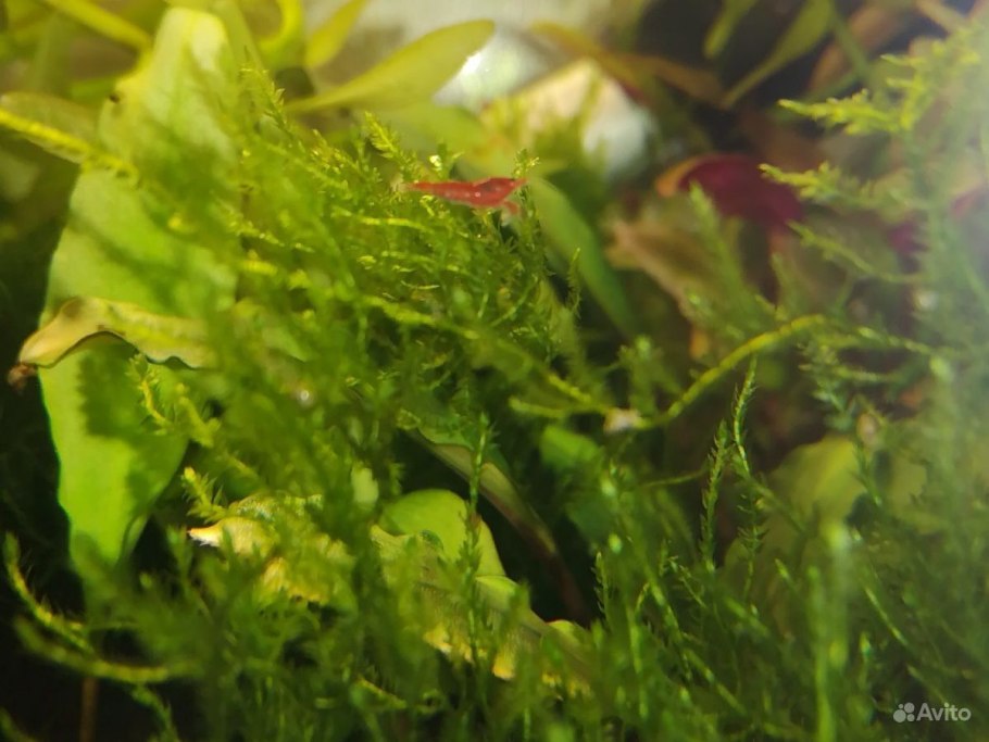 Кринум каламистратум