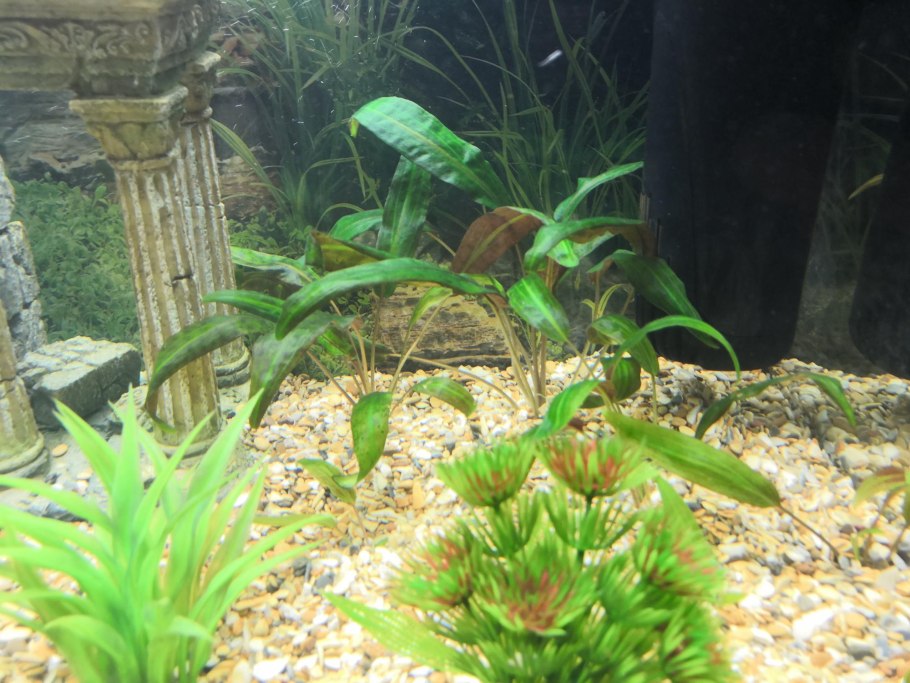 Криптокорина Валкера легрой