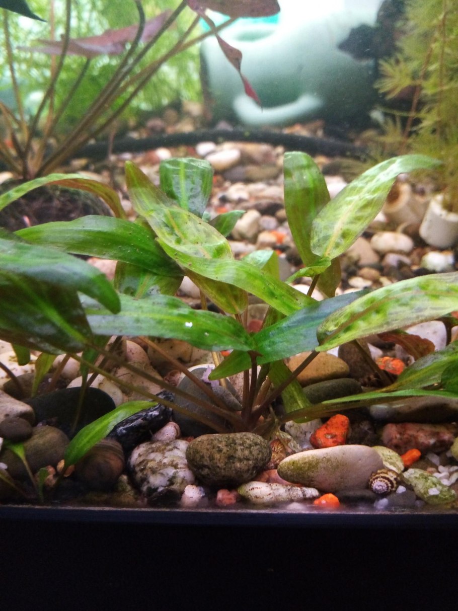 Microsorum punctatum Dragon's Wing