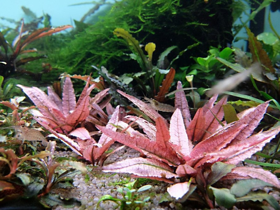 Криптокорина Альбида