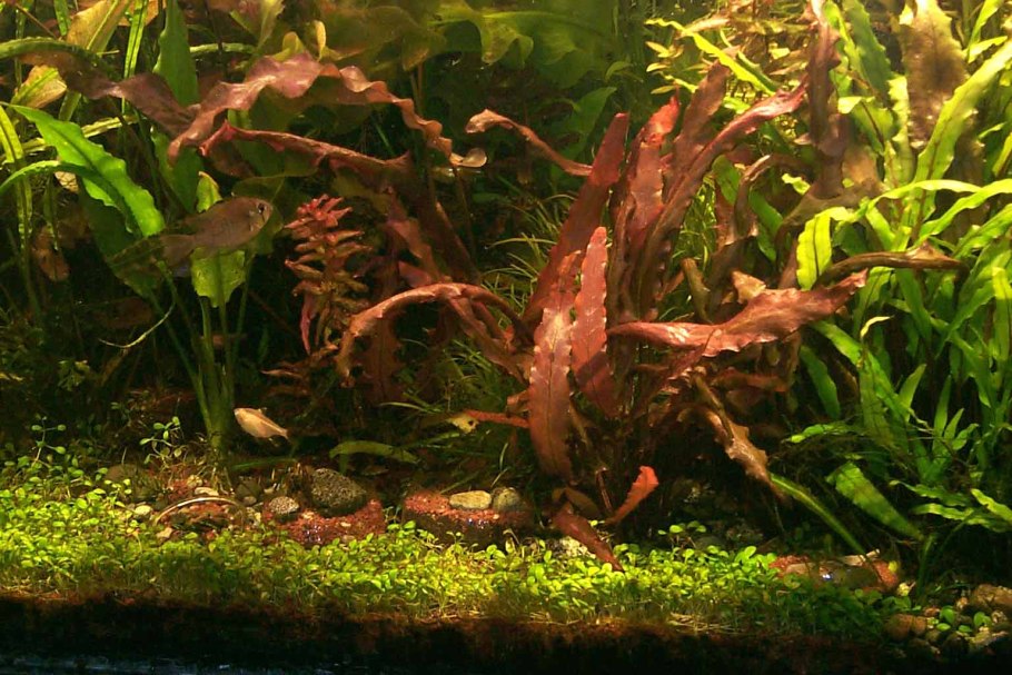 Лагенандра Меебольда