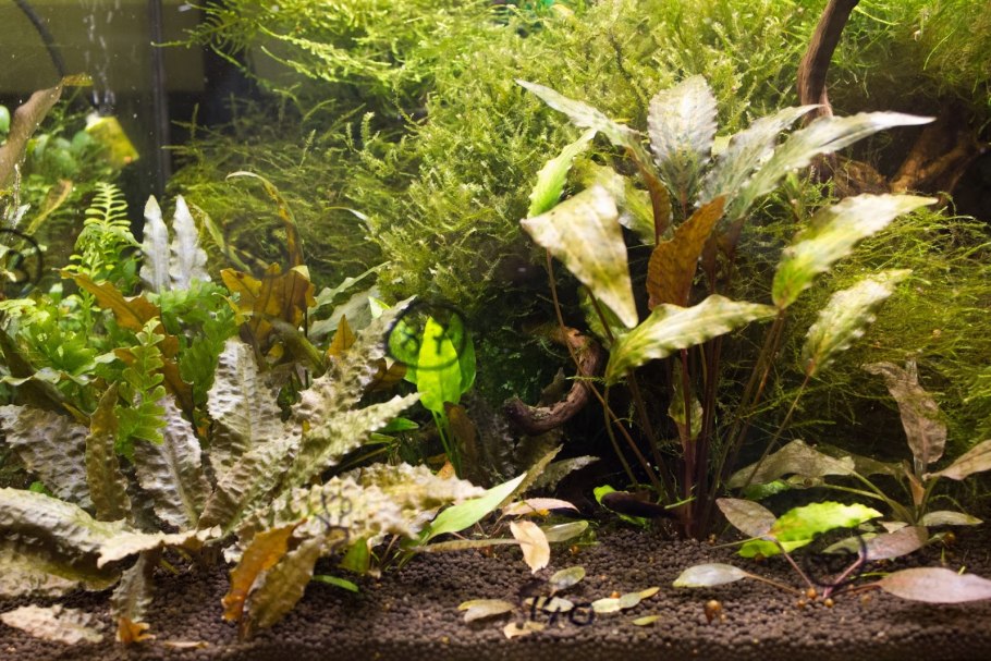 Cryptocoryne Wild Fish Stream -Aquarium