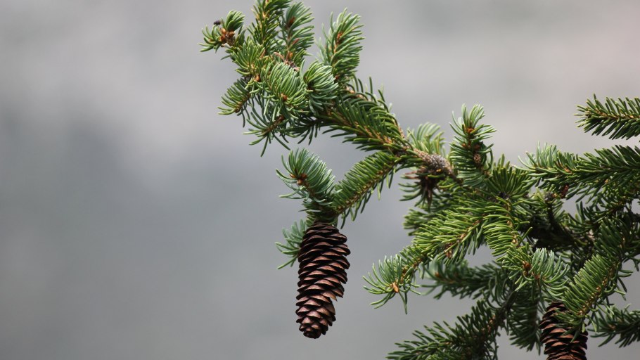 Крымская ель шишки