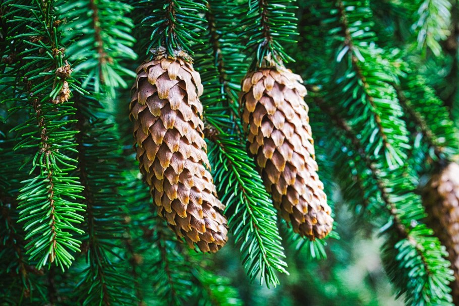 Ель шишки семена хвоинки
