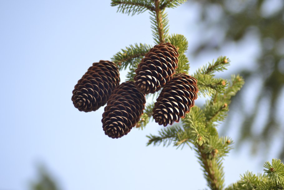 Пихта бальзамическая шишки