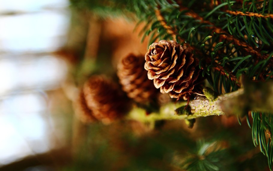 Пихта Нобилис Живая ветка с шишкой