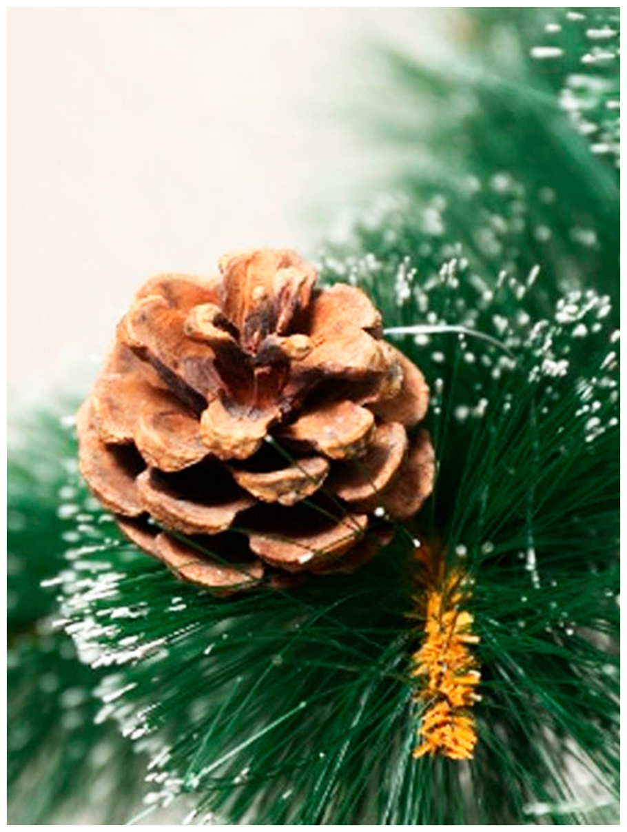 Ель европейская плоды