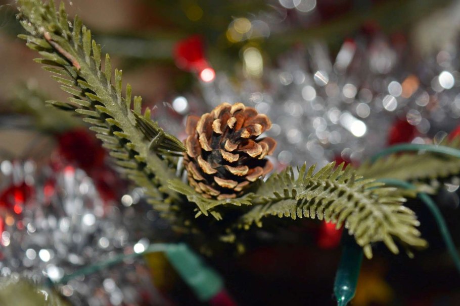 Ель канадская шишки