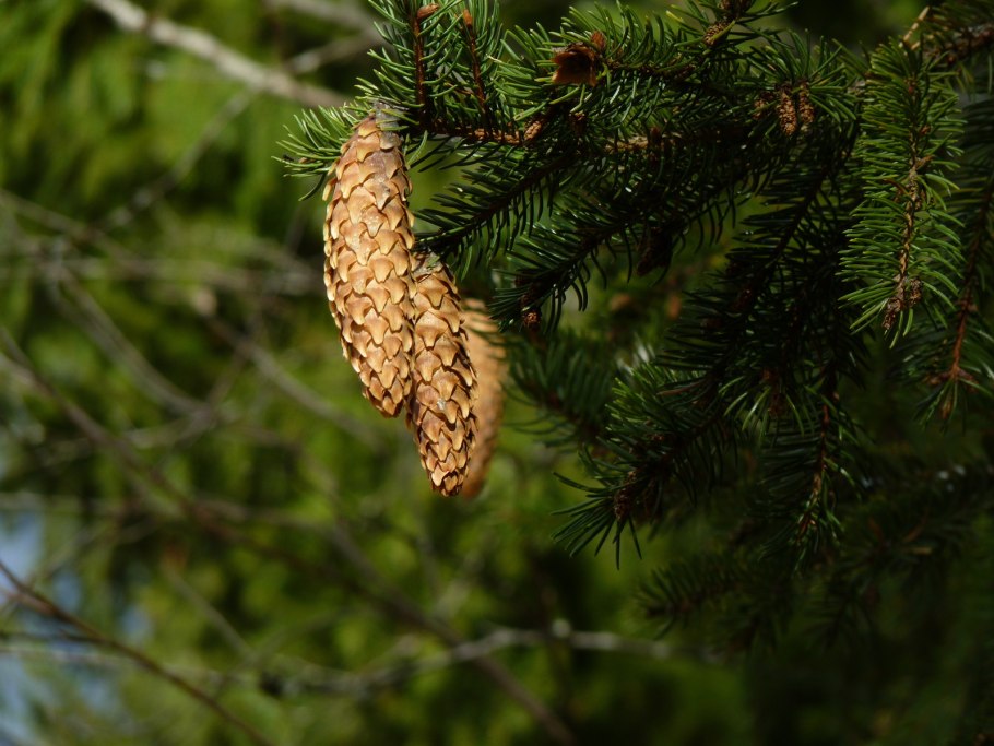 Еловый лес с шишками
